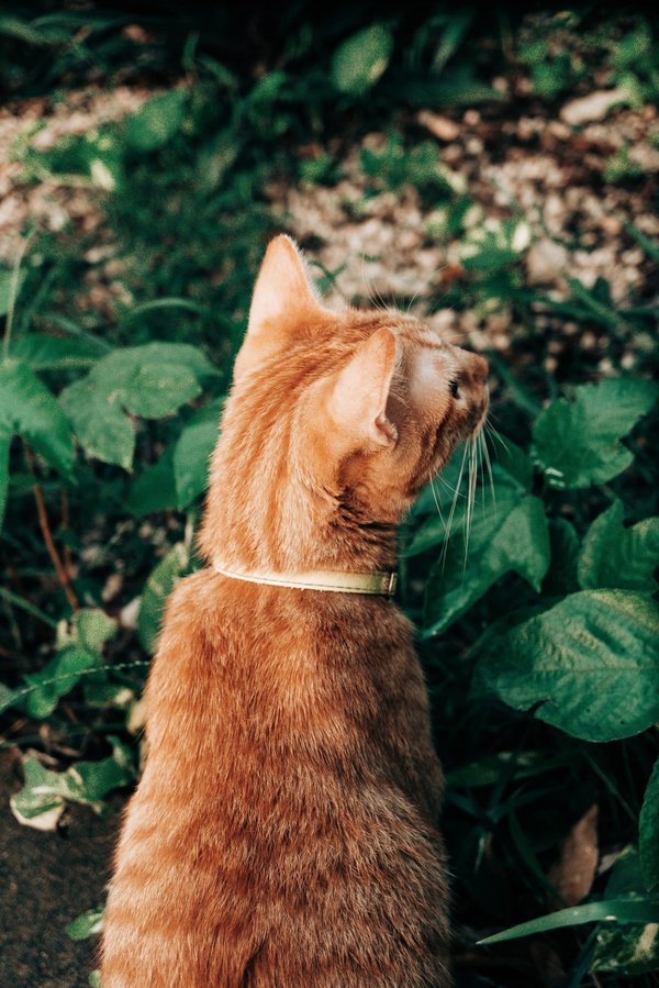 Does Participation in Community Garden Projects Improve Elderly Individuals' Cognitive Function?