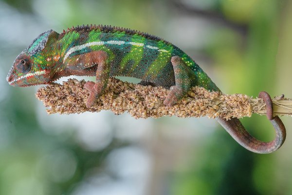 What Are the Best Plant-Based Protein Sources Grown in the UK?